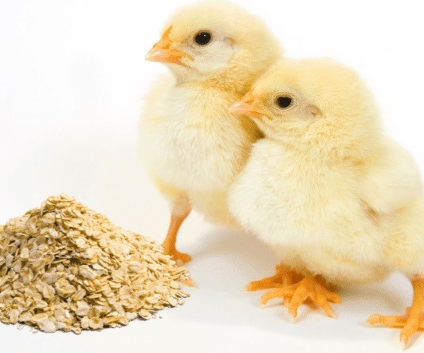 Can you feed baby chicken oats