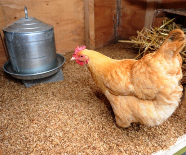 Can you use coffee grounds for Chick bedding