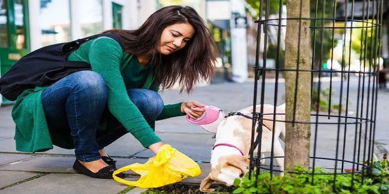 Complete Guide To Using Dog Waste Bags