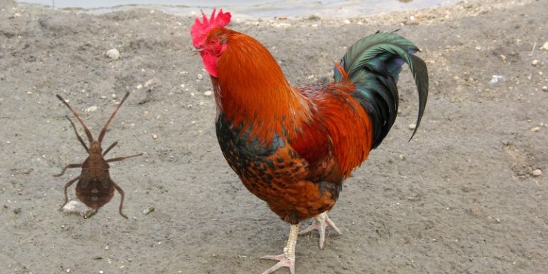 Do Chickens Eat Squash Bugs?