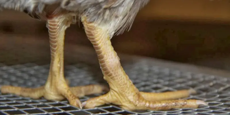 Do Chickens Have Ankles