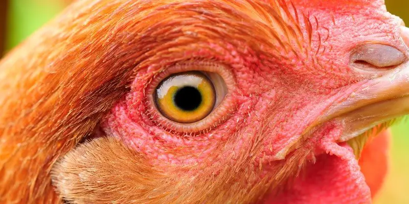 Do Chickens Have Eyelashes