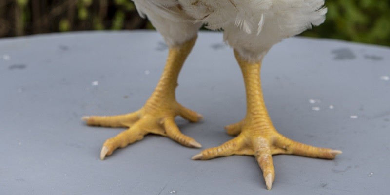Do Chickens Have Toes