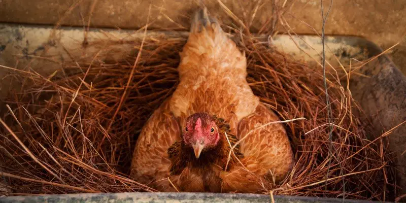 Do Chickens Make Nests