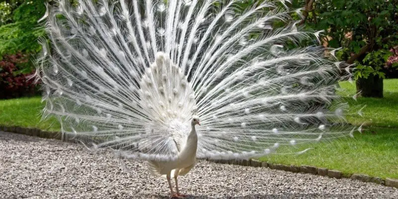 Do Female Peacocks Spread Their Feathers
