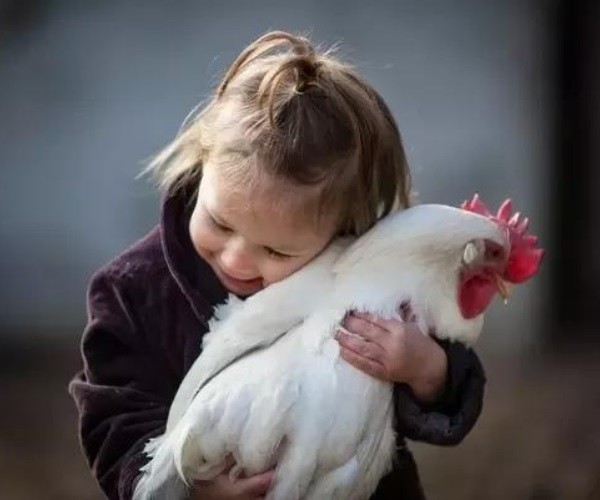 Do chickens get attached to their owners