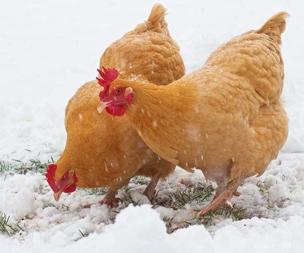 Do chickens get cold