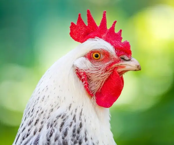 Do chickens have eyelashes
