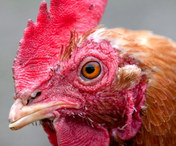 Do chickens have eyelids