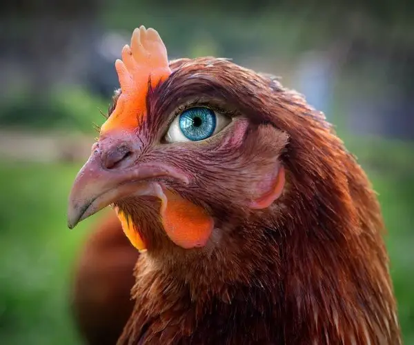 Do chickens make eye contact