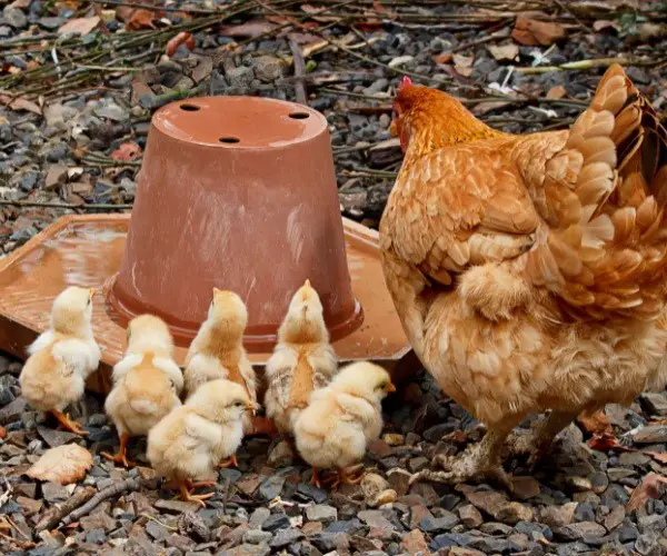 Do hens look after their chicks
