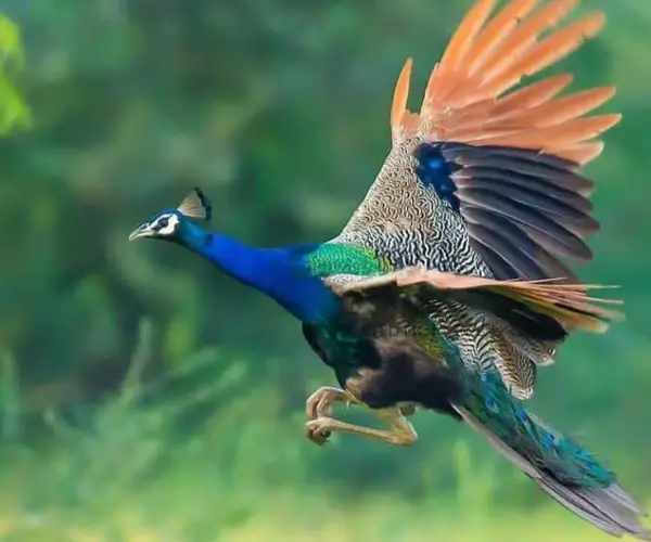 Do peacocks fly