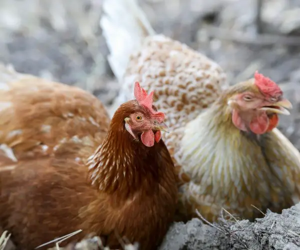 Do straight-run chickens lay eggs