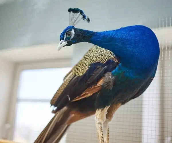 Does a peacock make a good pet