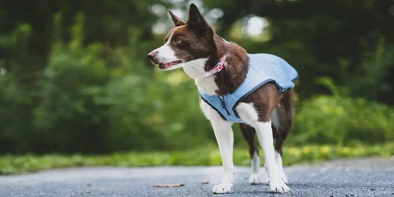 Dog Cooling Vests To Escape Summer Heat And Humidity