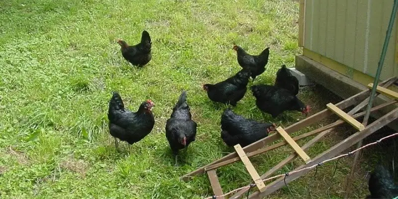 Facts About Black Star Chickens