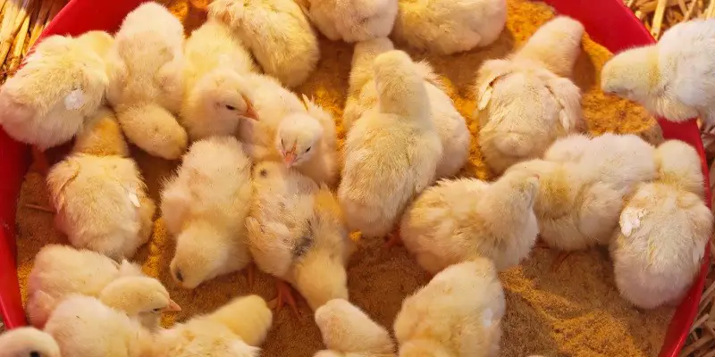 How Long Can Chicks Go Without Water