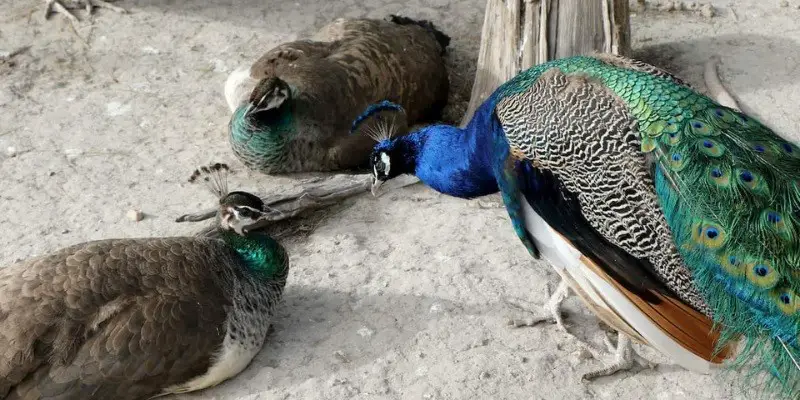 How Long Do Peacocks Live In Captivity