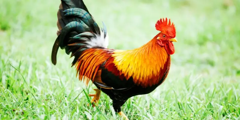 How Much Is A Rooster Worth