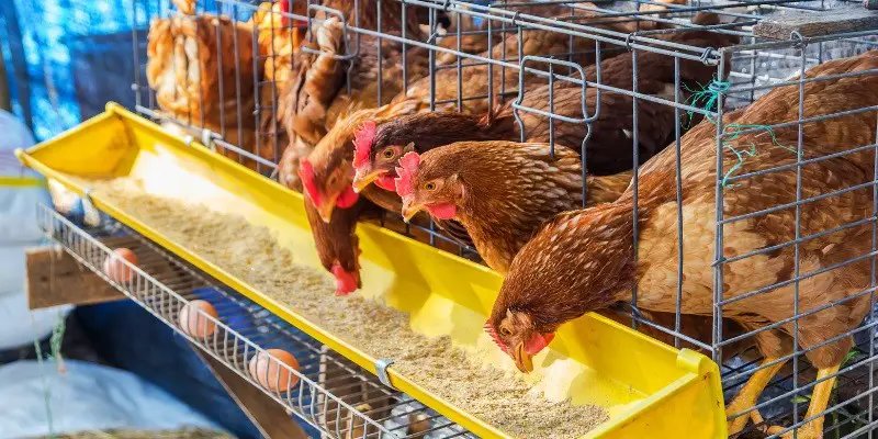 How Much To Feed Rhode Island Red Chickens