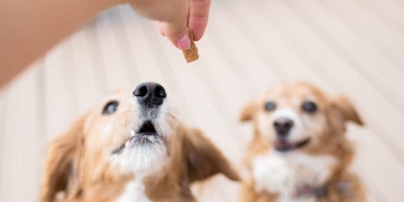 How To Choose The Right Dog Treats