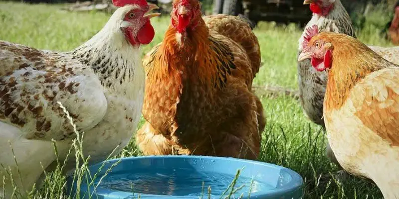 How To Keep Chicken Water From Turning Green