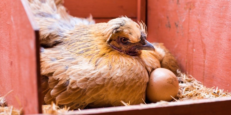 How To Keep Chickens From Sleeping In Nesting Boxes