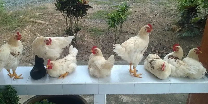 How To Keep Chickens Off Your Porch