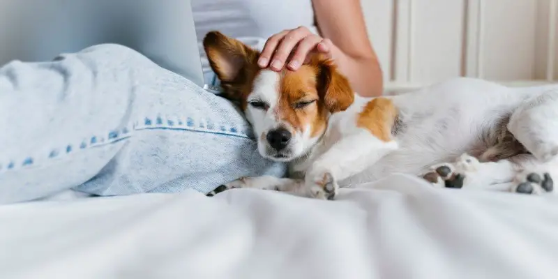 How To Keep White Bedding Clean With Dogs