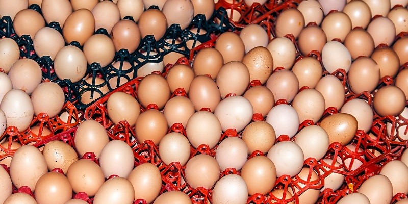 How To Store Fresh Eggs From Chickens