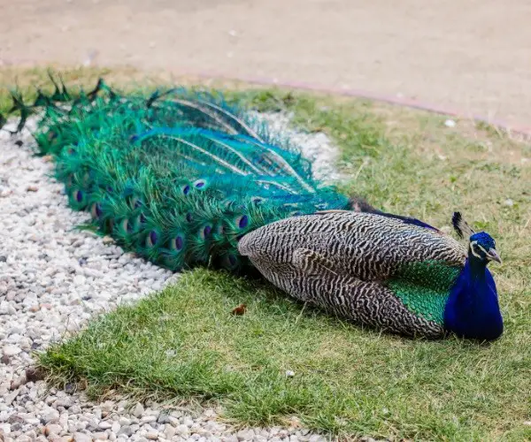 How can you tell how old a peacock is