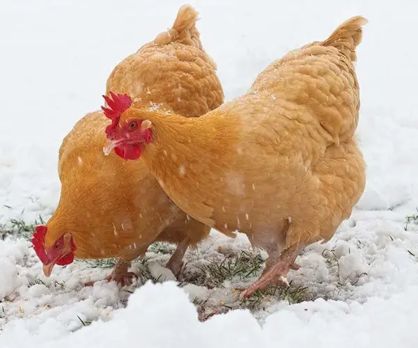 How can you tell if chickens are too cold