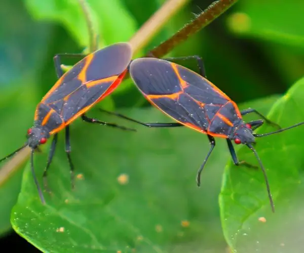 How do I permanently get rid of boxelder bugs