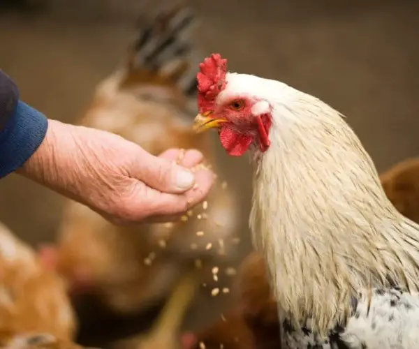 How do chickens show affection to humans