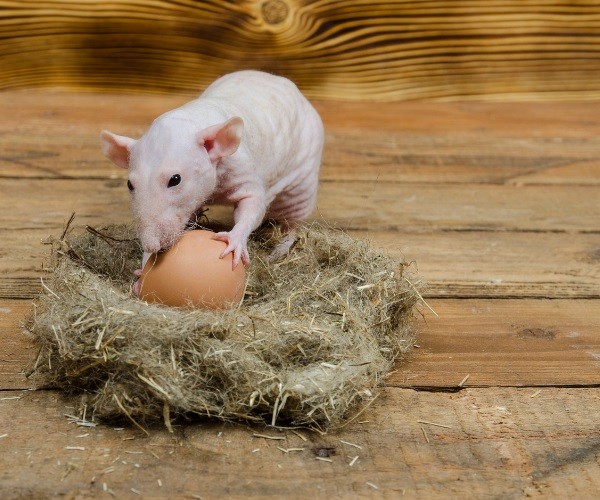 How do rats transport eggs