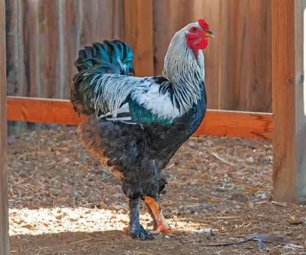 How do you tell if a silver laced Wyandotte is a rooster