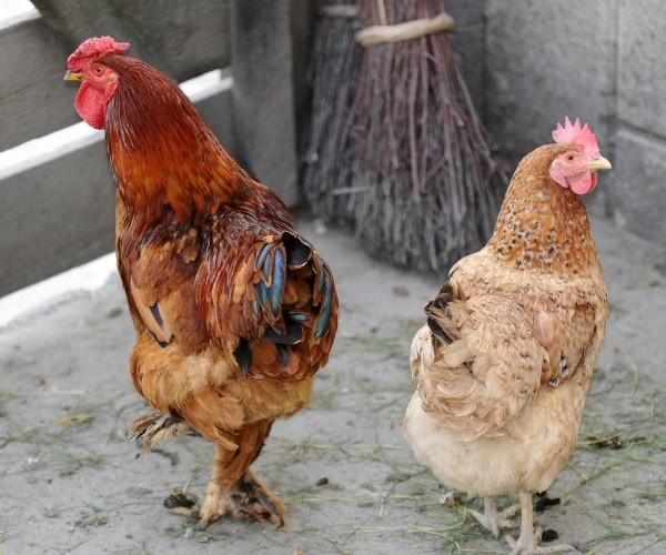 How long do roosters and hens live