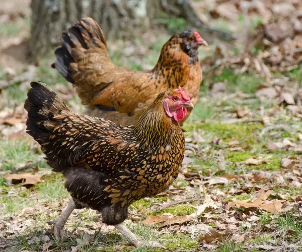 How long does it take for a Wyandotte chicken to mature