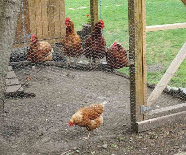 How many chickens can fit in a 5x8 coop