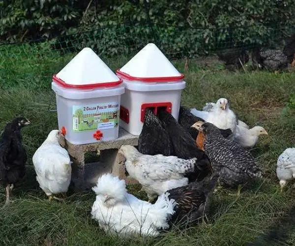 How many waterers are needed for 10 chickens