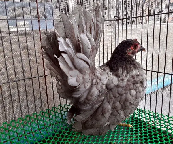 How old is the oldest bantam chicken