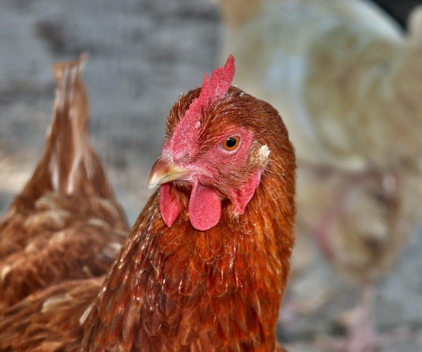 How well can chickens hear