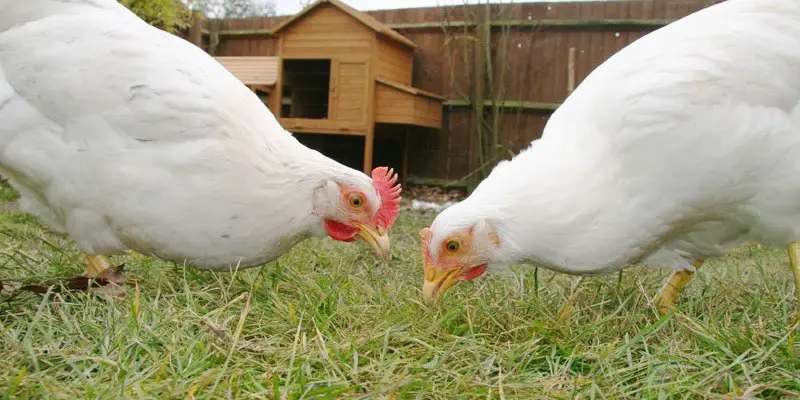 Is Grass Good For Chickens