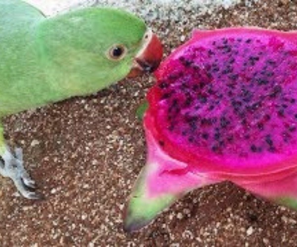 Is dragon fruit toxic to birds