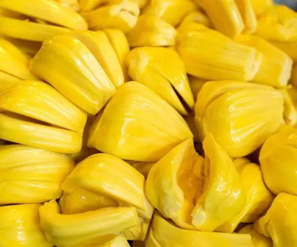 Is jackfruit poisonous to chickens