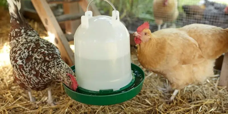 Salt Water Bottle In Chicken Waterer