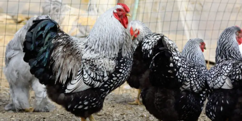 Silver Laced Wyandotte Rooster Vs Hen