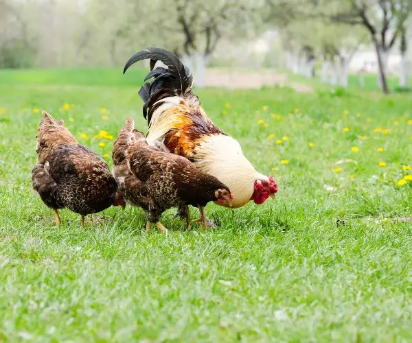 Sometimes, roosters will also attack hens if they are feeling stressed or if they are not getting enough food