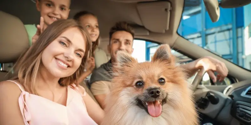 The Complete Guide To Traveling By Car With Your Dog