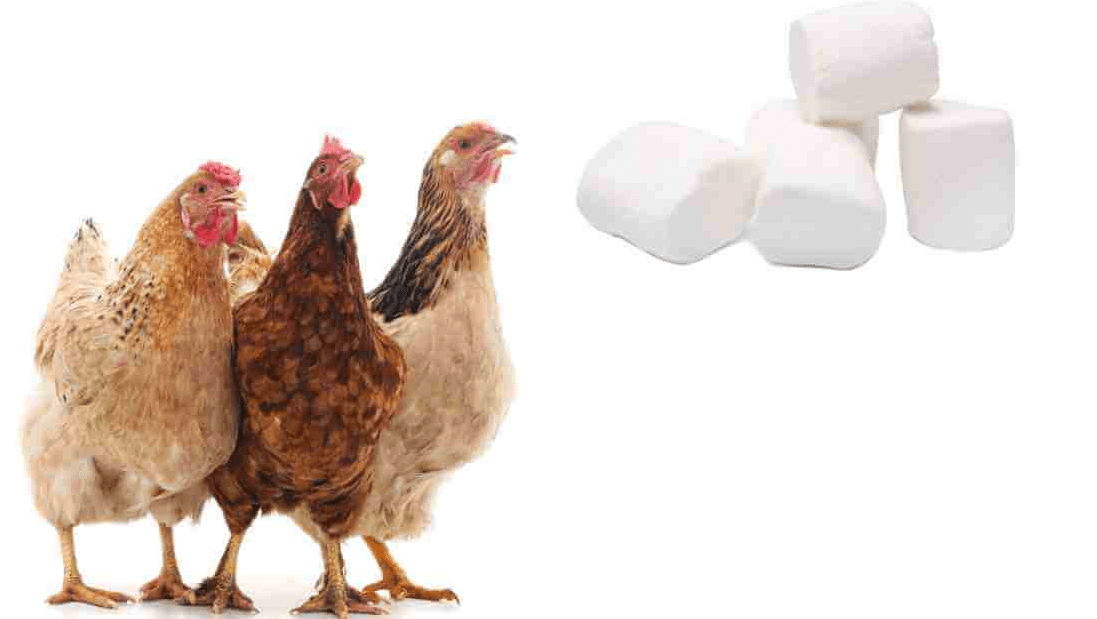 Can Chickens Eat Marshmallows